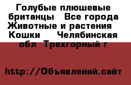 Голубые плюшевые британцы - Все города Животные и растения » Кошки   . Челябинская обл.,Трехгорный г.